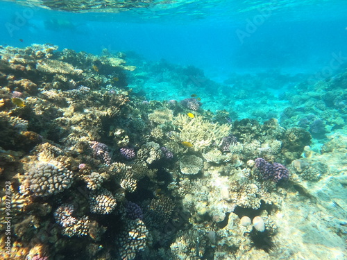 Reef with lots of colorful corals and lots of fish in clear blue water in the Red Sea near Hurgharda, Egypt