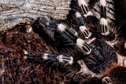 tarantula acanthoscurria geniculata in natural environment © Viktoriia Varvashche