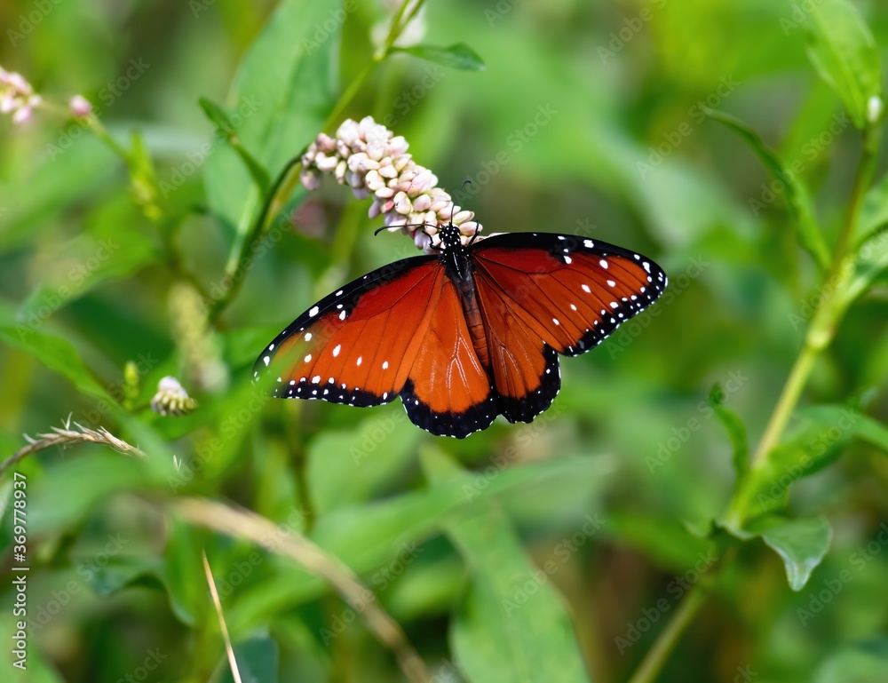 A beautiful Soldier Butterfly or Tropical Queen of the Monarch butterfly family on the blooming bud of a wildflower in a lush green environment. A beautiful Soldier Butterfly or Tropical Queen of the Monarch butterfly family on the blooming bud of a wildflower in a lush green environment.