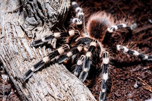 tarantula acanthoscurria geniculata in natural environment