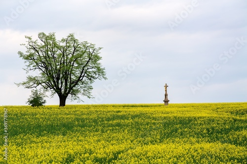 Lime tree and cross in rapeseed field. East Moravia. Czechia. Europe. photo