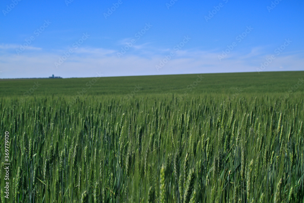 green wheat field