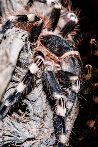 tarantula acanthoscurria geniculata in natural environment