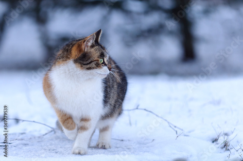 The cat is standing in the snow. Profile portrait. Copy-space