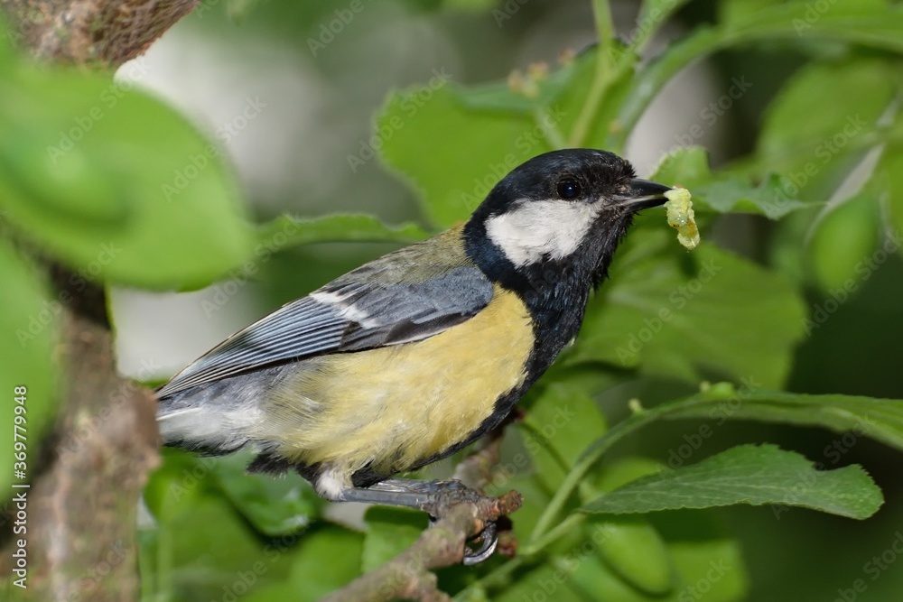 The tit bears a caterpillar for the young. Czechia. Europe The tit bears a caterpillar for the young. Czechia. Europe