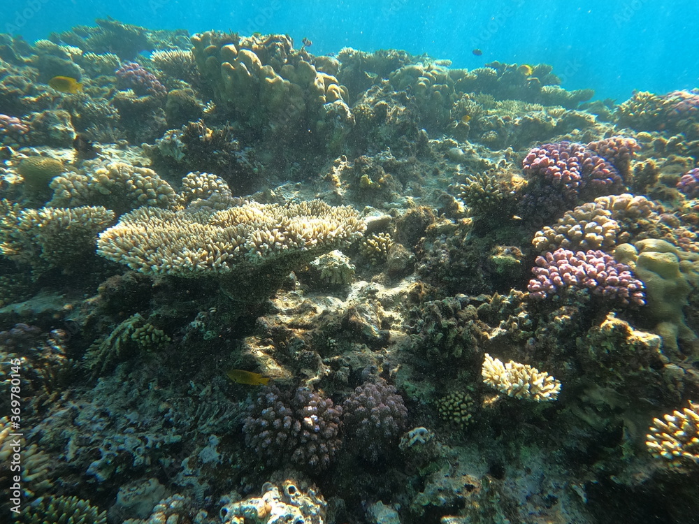 Fototapeta premium Reef with lots of colorful corals and lots of fish in clear blue water in the Red Sea near Hurgharda, Egypt