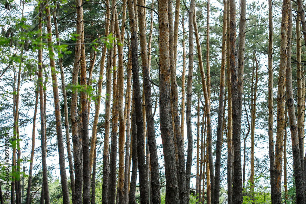 spruce forest, pinery, pine forest, Pine Tree, Fairy Forest, untouched spruce forest spruce forest, pinery, pine forest, Pine Tree, Fairy Forest, untouched spruce forest