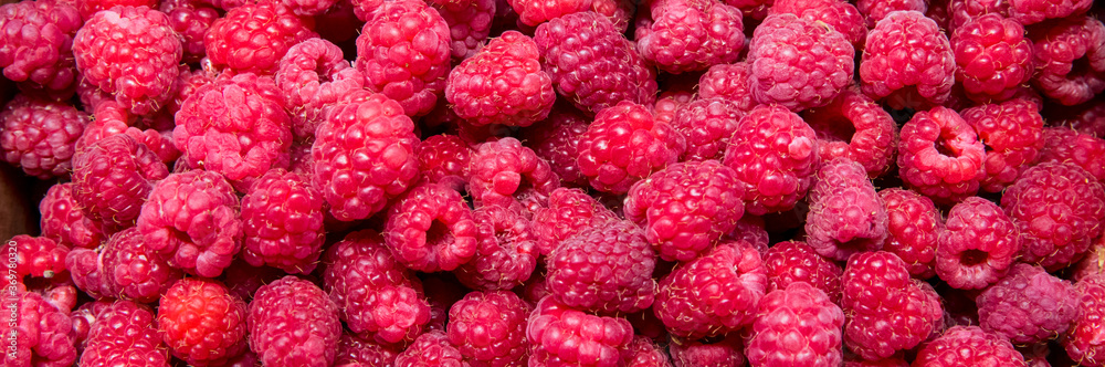 Growing Organic Berries Closeup. Red raspberry isolate. Growing Organic Berries Closeup. Red raspberry isolate.