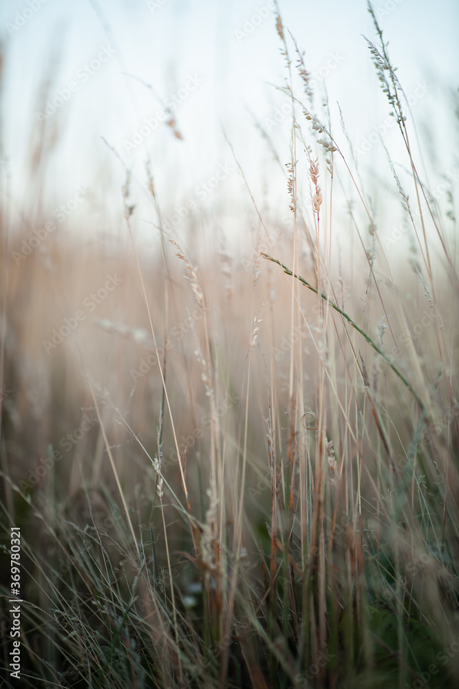 A close up of some grass