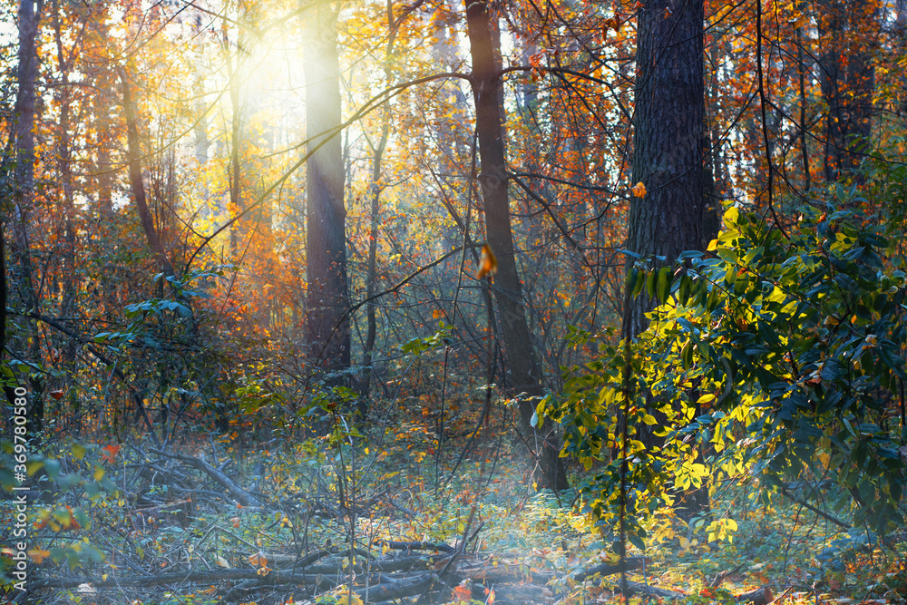 Fototapeta premium early morning in the autumn park forest in fall, a scenic landscape