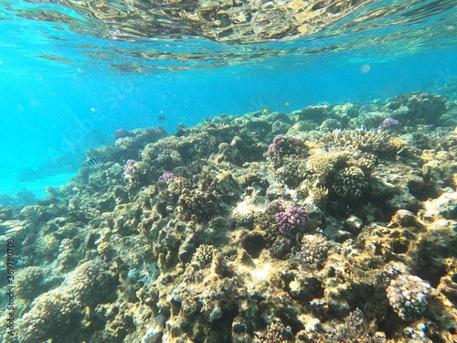 Reef with lots of colorful corals and lots of fish in clear blue water in the Red Sea near Hurgharda  Egypt