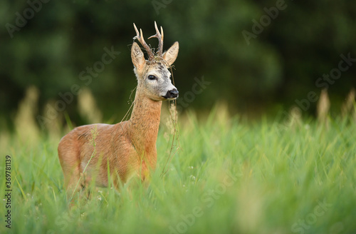 Quadro su tela Roe deer buck( Capreolus capreolus )