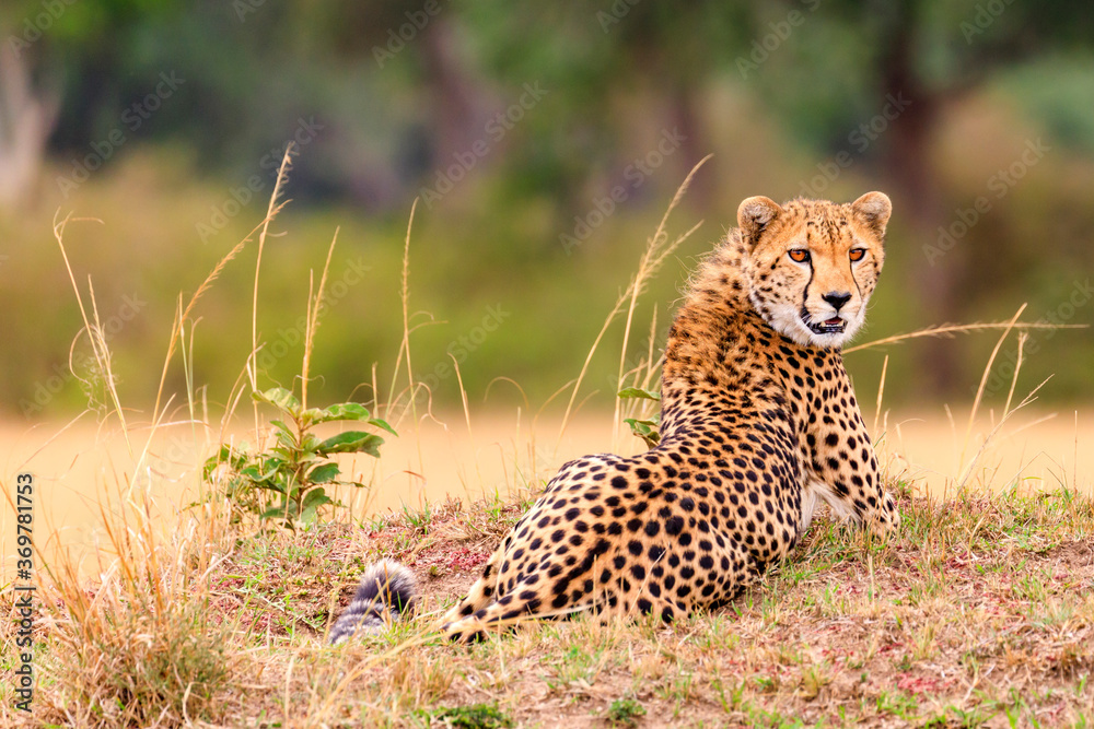 Masai Mara, Geparde in der Serengeti Masai Mara, Geparde in der Serengeti