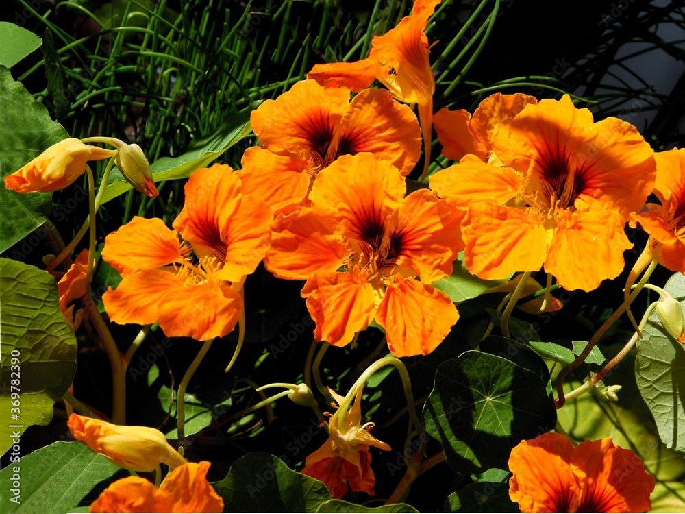 orange flowers of nasturtium plant close up orange flowers of nasturtium plant close up