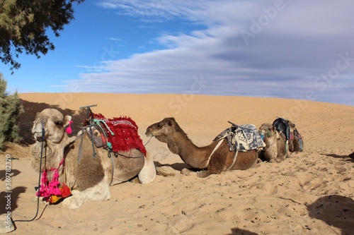 camels in the desert