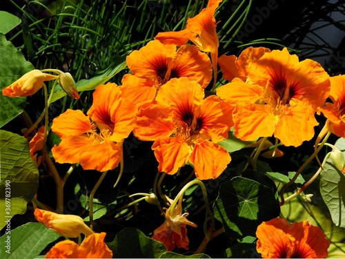 orange flowers of nasturtium plant close up