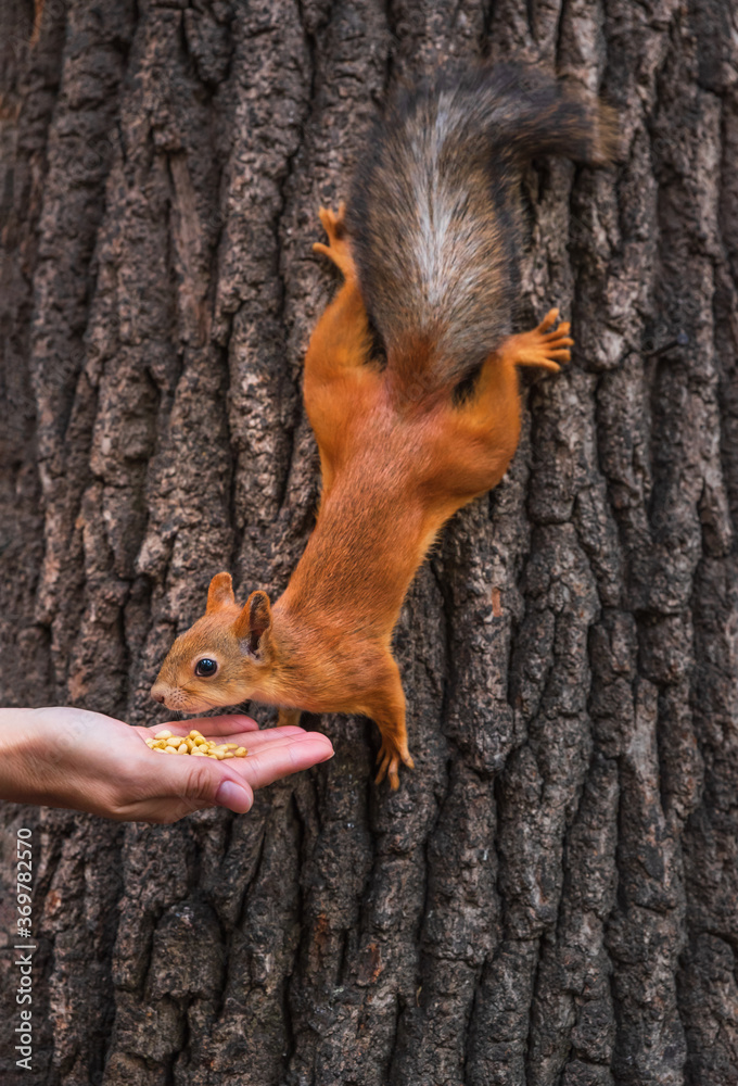 Squirrel on a tree.  Red squirrel eats nuts from a human palm. A man feeds a wild squirrel from his hand.