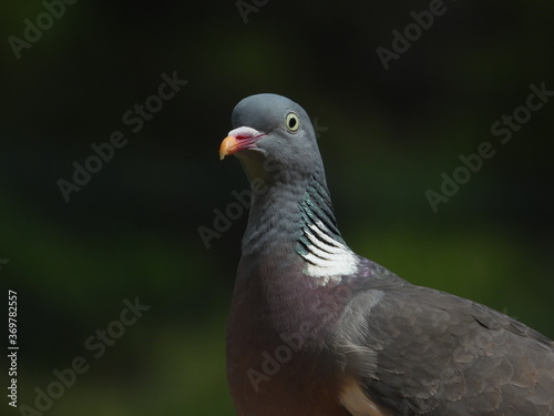 pigeon