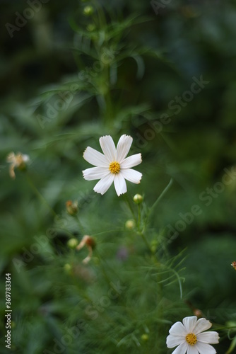white cosmos flower on green background
