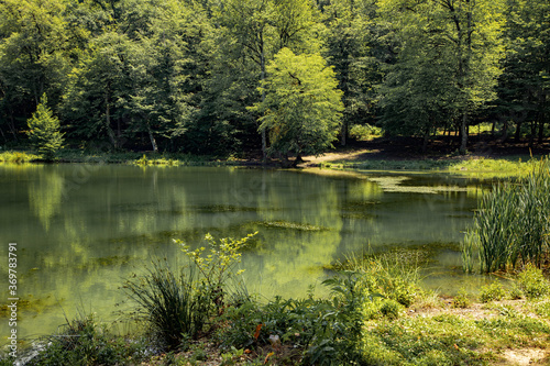 green forest and lake