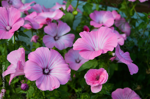 Lavatera