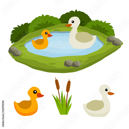 Ducks in the pond. Chicken swims in lake. Animal in wild and forest. Mother and yellow child of a bird in water. Flat cartoon.