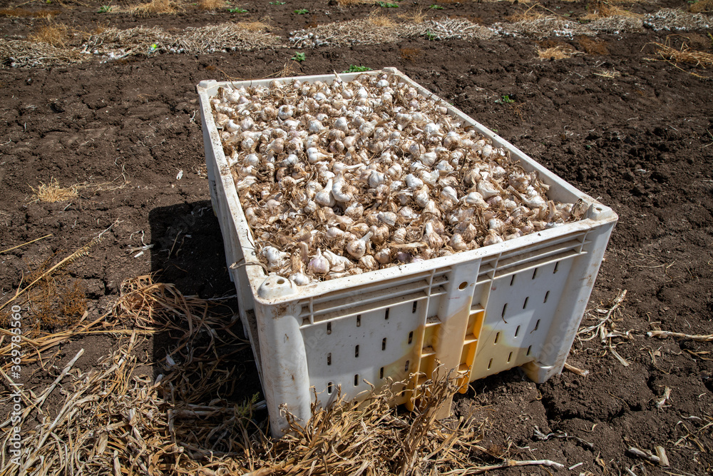 Garlic: Bunch of fresh garlic harvest on soil ground. Freshly dug heads of garlic bulbs. Garlic: Bunch of fresh garlic harvest on soil ground. Freshly dug heads of garlic bulbs.