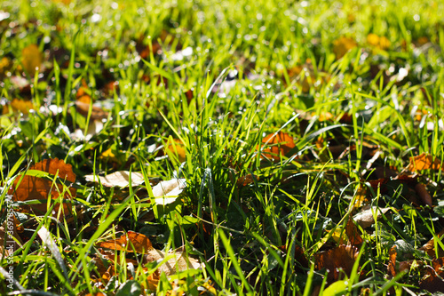 Fallen autumn leaves on green grass.