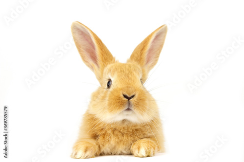 Red-eared rabbit on a white background.
