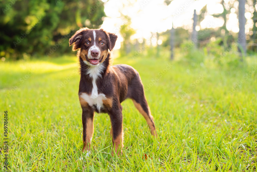 Red Tri color Australian Shepherd Puppy outside on green grass at sunset