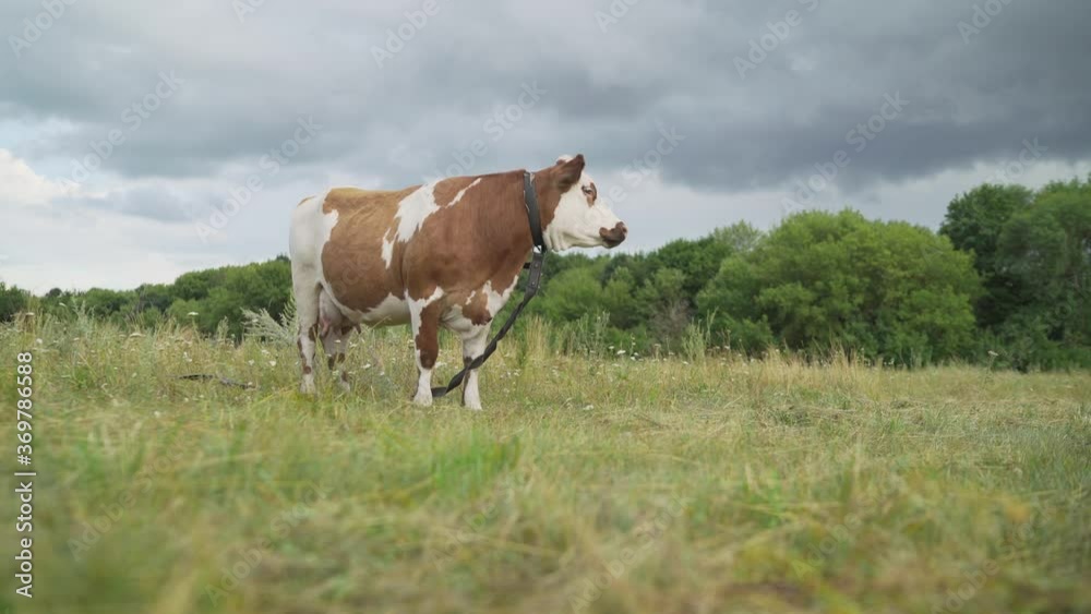 beautiful red cow stands in the meadow against the background of the forest. A young red-haired cow stands on the green grass. A young red-haired cow grazes in a field near the forest. Cow on a sunny beautiful red cow stands in the meadow against the background of the forest. A young red-haired cow stands on the green grass. A young red-haired cow grazes in a field near the forest. Cow on a sunny