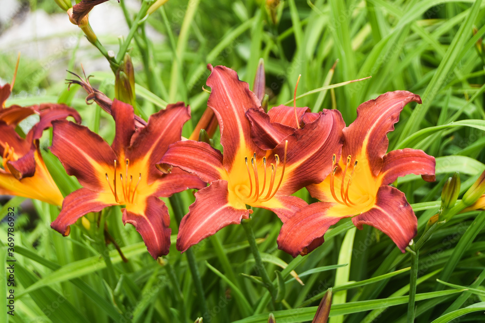 Hemerocallis Daylilies