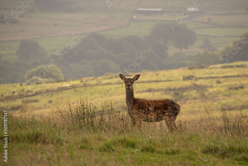 Deer in Lyme Park, Cheshire. photo