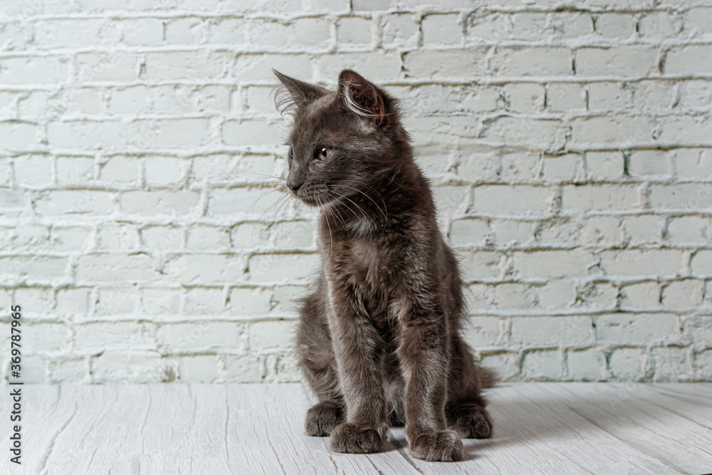 Fototapeta premium Beautiful gray cat on a brick wall background