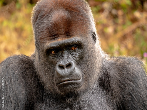 Close-up portrait of a male silverback gorilla