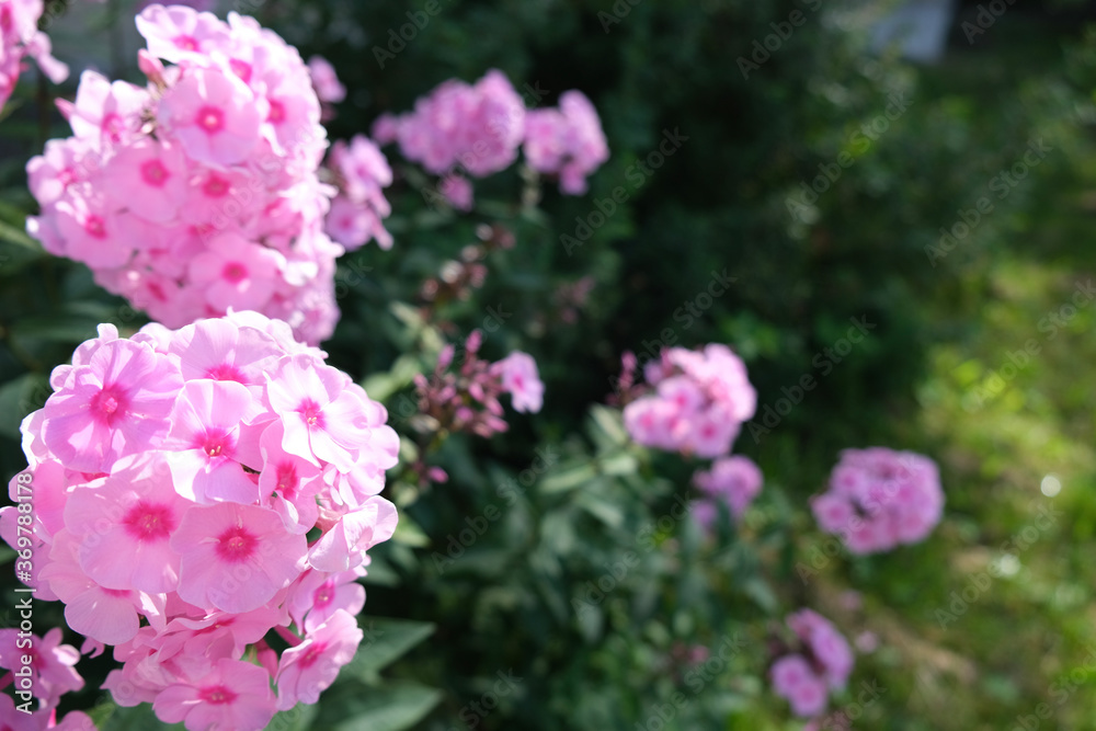 Large, pink flowers, place for text, background. 