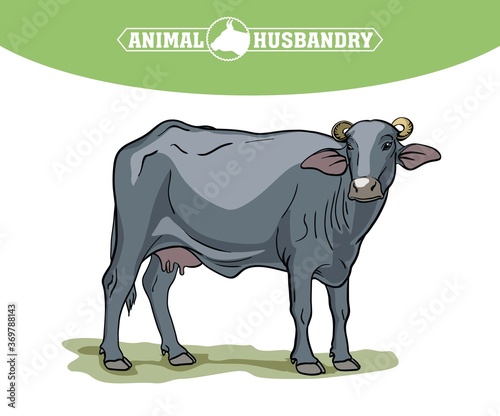 breeding cow. animal husbandry. livestock illustration on a white