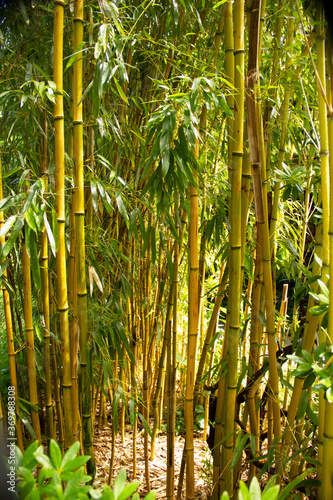 View of a bamboo forest  Bambusoideae  belongs to the sweet grass family  Poaceae