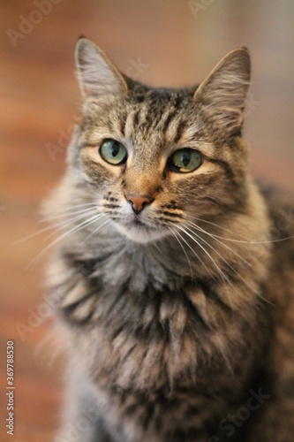 Wallpaper Mural cat Torontodigital.ca