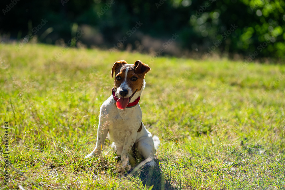 dog Happy active jack russel pet puppy running in the grass in summer, web banner with copy space forest