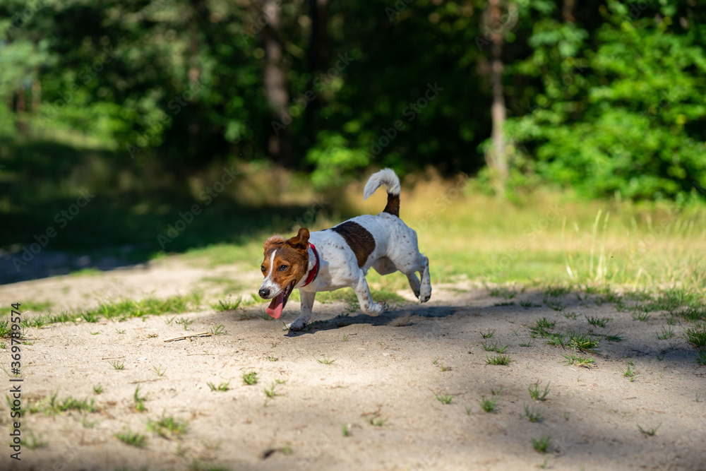 Fototapeta premium dog Happy active jack russel pet puppy running in the grass in summer, web banner with copy space forest
