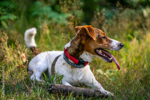 dog Happy active jack russel pet puppy running in the grass in summer  web banner with copy space forest