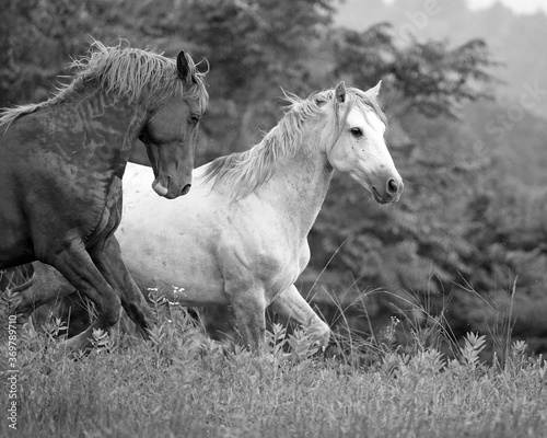 Wild Horses in KY B W 3