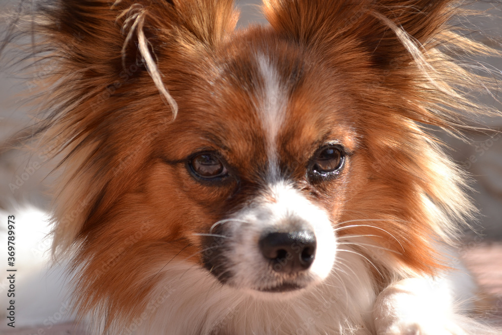 Papillon. Dog butterfly. Small dog breed