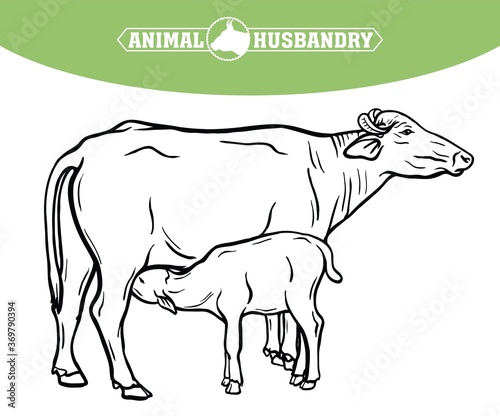 breeding cow. animal husbandry. livestock illustration on a white