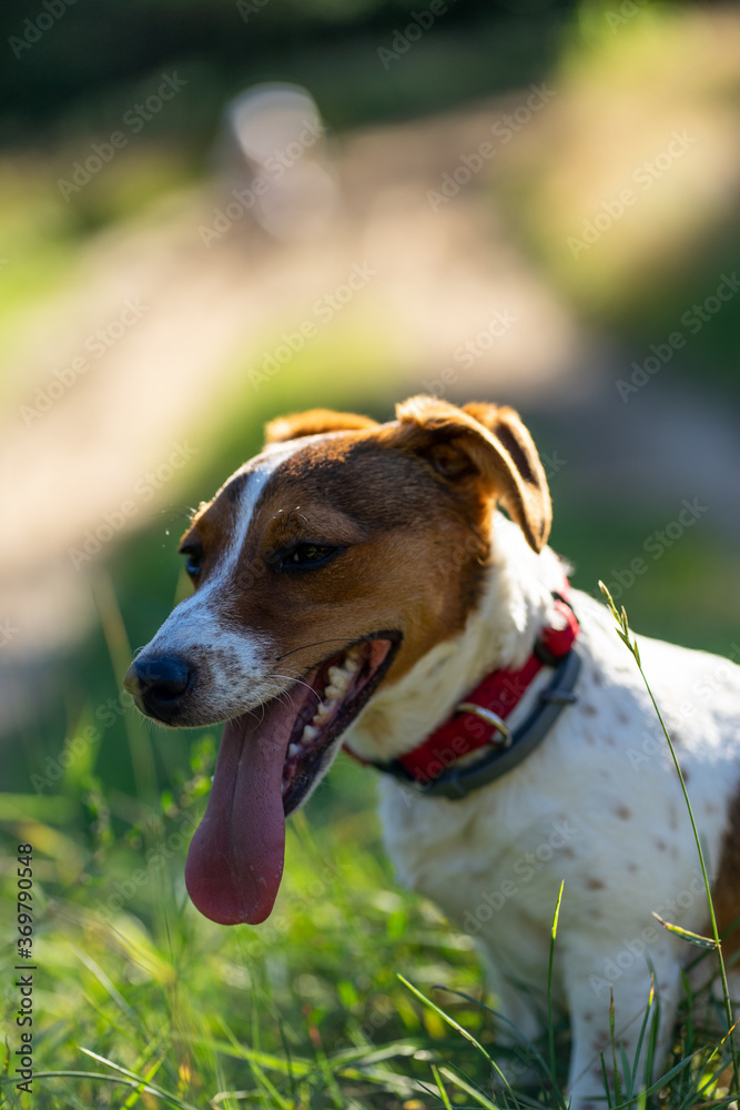 dog Happy active jack russel pet puppy running in the grass in summer, web banner with copy space forest