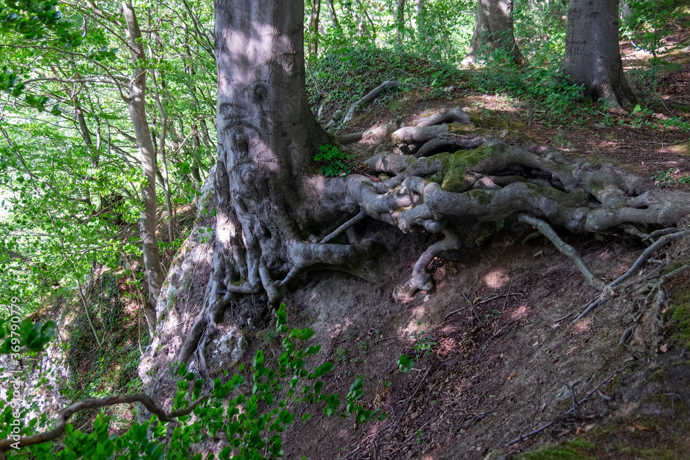 Obraz premium tree in the forest