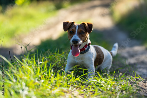 dog Happy active jack russel pet puppy running in the grass in summer, web banner with copy space forest