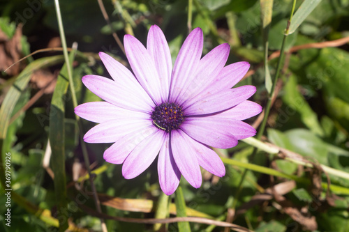 Purple Osteospermum flower in a garden during summer