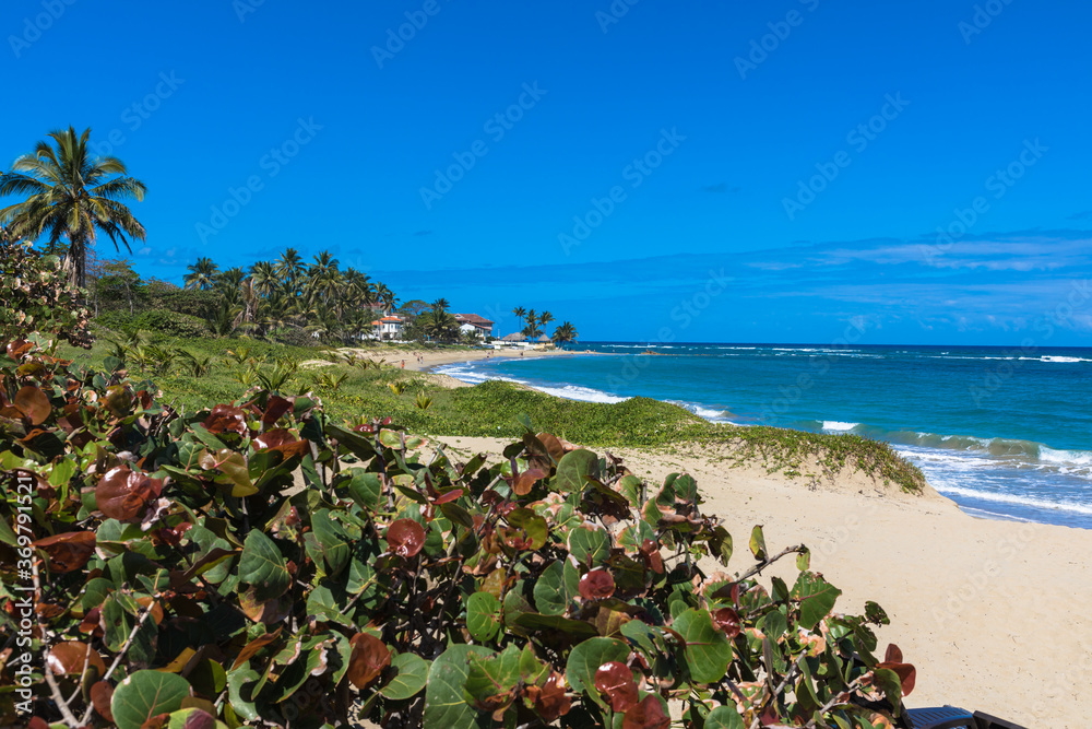 Water rolling on a golden sand beach with mangrove plants in the foreground and buildings in the background, Dominican Republic, Caribbean